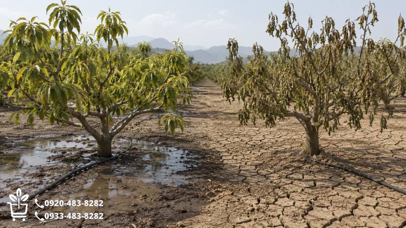 چطور آبیاری زیاد را از کم‌آبی تشخیص دهیم؟
