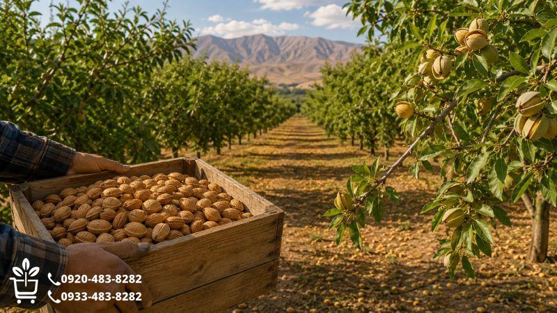 برداشت بادام؛ کیفیت محصول از ماهها قبل ساخته میشود