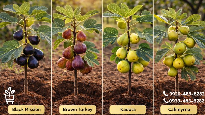 اصول مدیریت آبیاری و تغذیه در باغ های جوان انجیر