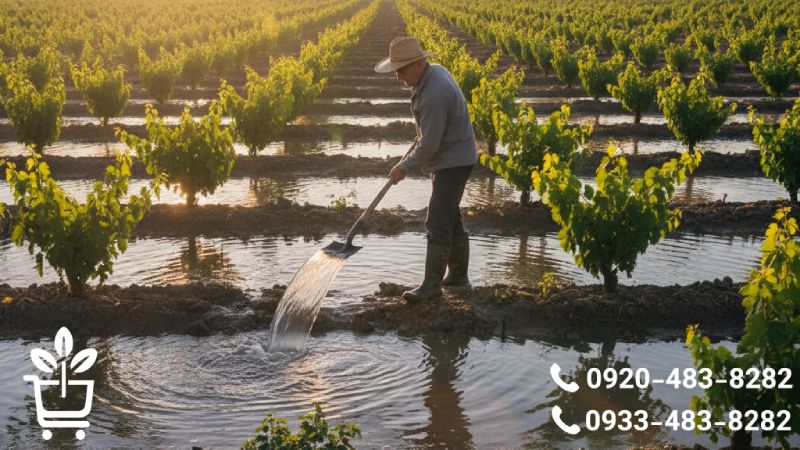 آبیاری و تغذیه اصولی نهال انگور