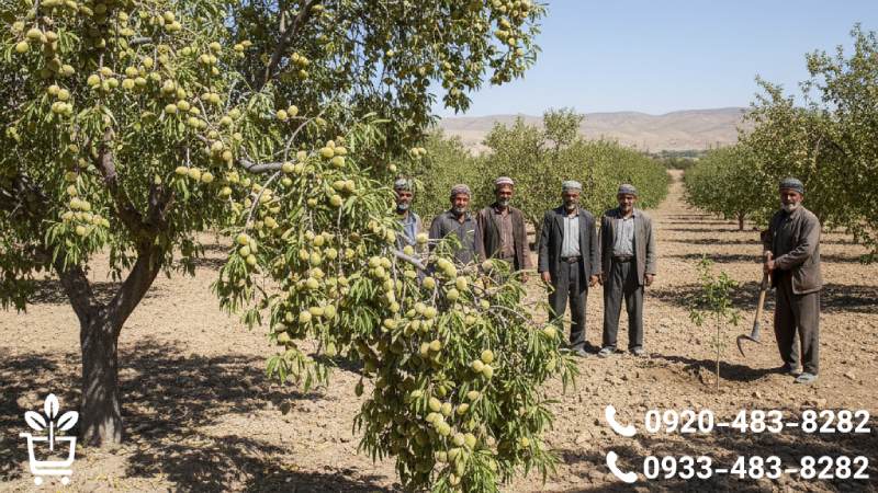الزامات اقلیمی؛ بادام با کسی شوخی ندارد