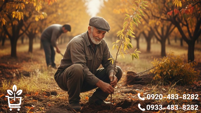 بهترین زمان کاشت نهال بادام (فرمول طلایی)