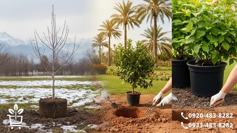 بهترین زمان کاشت نهال در ایران براساس اقلیم ها ؛ شهر به شهر