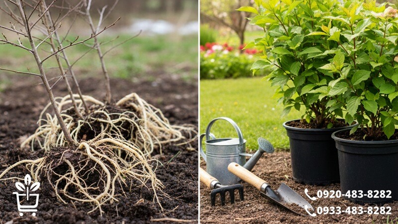 نبرد ریشه لخت و گلدانی؛ کدوم رو کی بکاریم؟