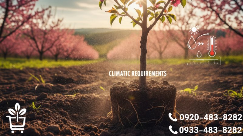 الزامات اقلیمی کاشت نهال زردآلو