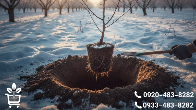 بهترین زمان کاشت نهال زردآلو در اقلیم های مختلف