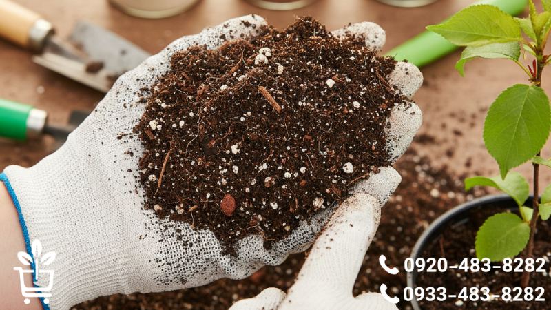 خاک مناسب برای کاشت نهال زردآلو