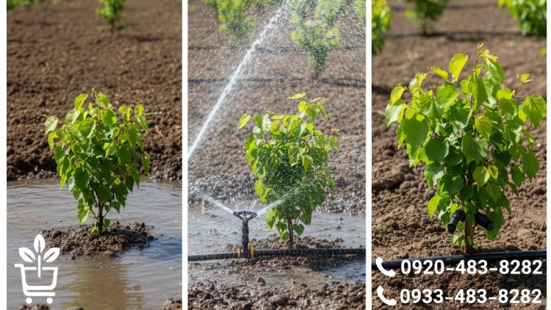 مدیریت آبیاری و تغذیه نهال زردآلو