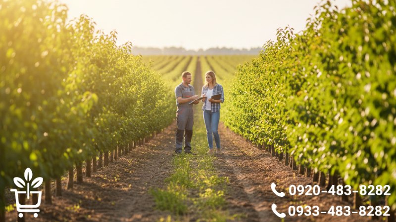 خرید نهال زردآلو