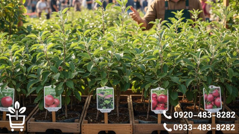 شناخت ارقام تجاری و پربازده نهال سیب