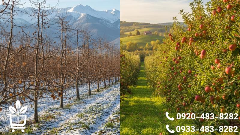 الزامات اقلیمی و جغرافیایی برای کاشت سیب