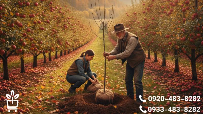 بهترین فصل کاشت نهال سیب