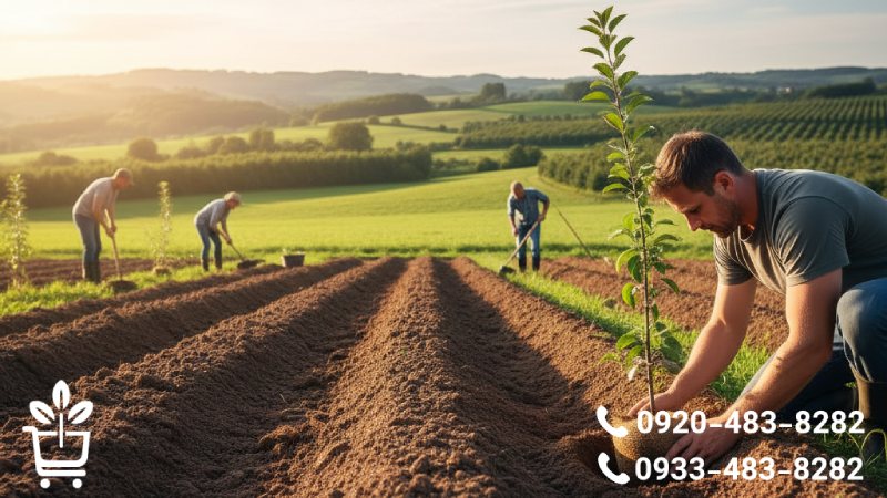 بستر ایده آل برای استقرار نهال سیب