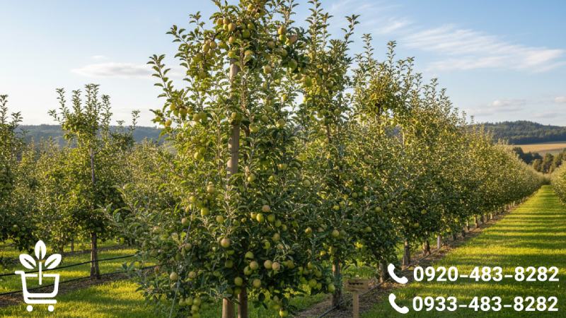 چرا خرید نهال سیب از فروشگاه ما؟