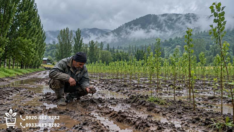 مناطق مرطوب شمال؛ بارندگی همیشه به معنی زمین آماده نیست