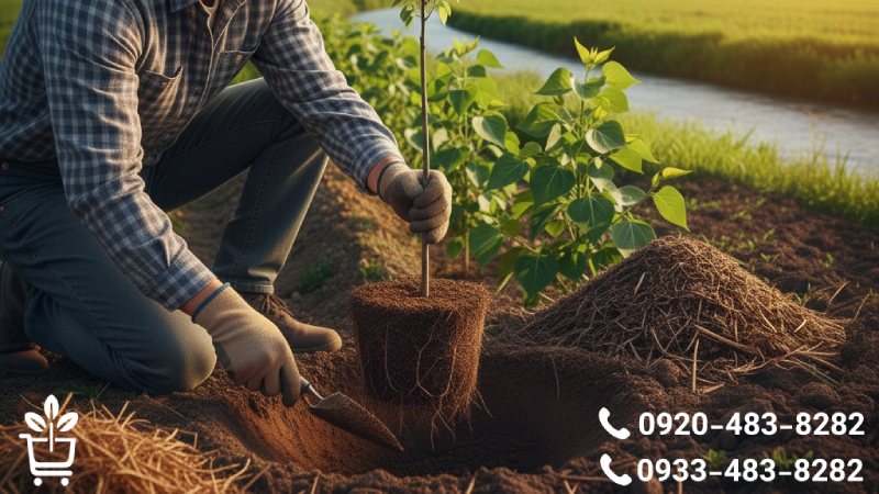 ویژگی های خاک ایده آل برای رشد بهینه نهال صنوبر