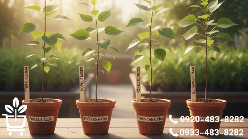 معرفی ارقام برتر و پربازده نهال صنوبر