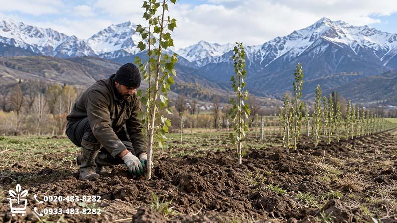زمان کاشت صنوبر در مناطق سردسیر و کوهستانی