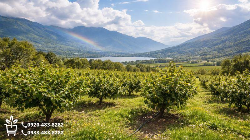 فیزیولوژی و ساختار نهال فندق؛ ریشه در استقامت