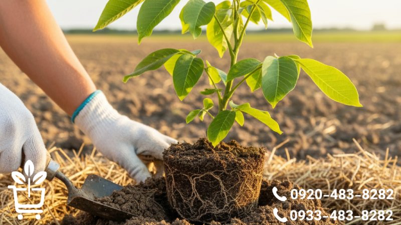 خاک مناسب برای کاشت نهال گردو