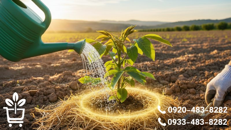 آبیاری و تغذیه اصولی نهال گردو