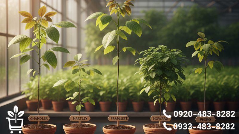 معرفی ارقام مهم نهال گردو