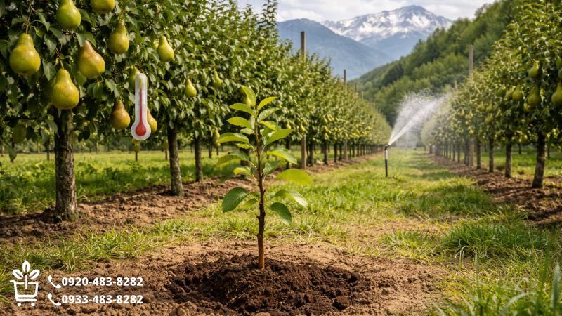 الزامات محیطی و جغرافیایی برای استقرار موفق نهال گلابی