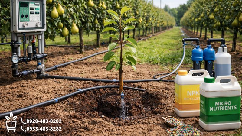 مهندسی آبیاری و رژیم غذایی در باغات مدرن گلابی