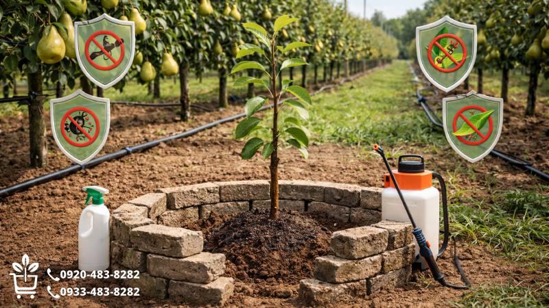 دژ دفاعی در برابر آفات و بیماری های مهلک گلابی