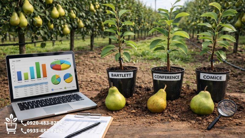 آنالیز و انتخاب ارقام تجاری نهال گلابی