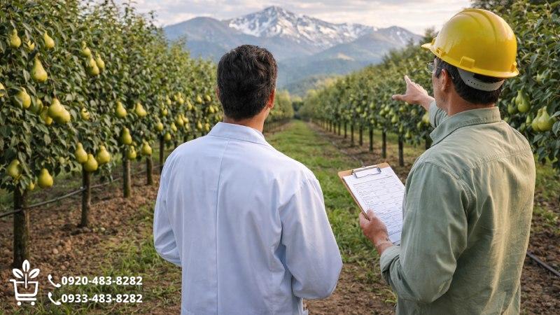 توصیه استراتژیک برای آینده نگران صنعت گلابی