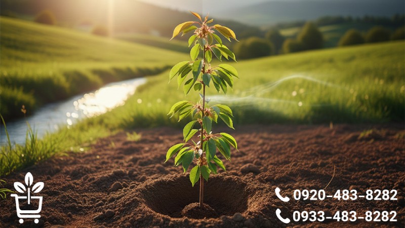 الزامات اقلیمی و محیطی برای موفقیت در کاشت نهال گیلاس