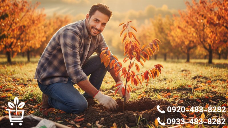 بهترین زمان کاشت نهال گیلاس (بخش کلیدی و طلایی)