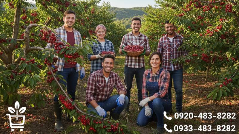 چرا خرید نهال گیلاس از نهاستان خریدنهال؟