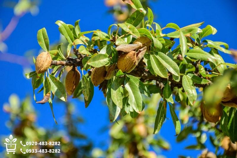 معرفی تخصصی ارقام تجاری و اصلاح شده بادام