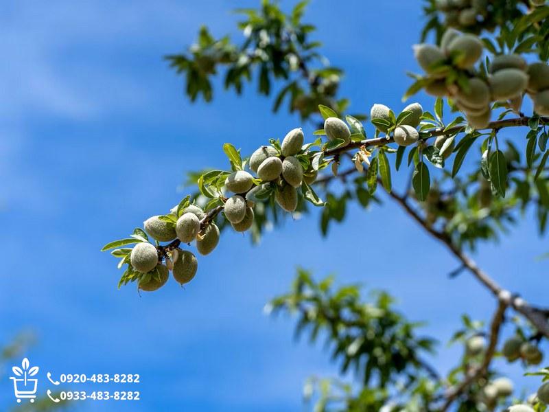 بهترین زمان کاشت نهال بادام در ایران