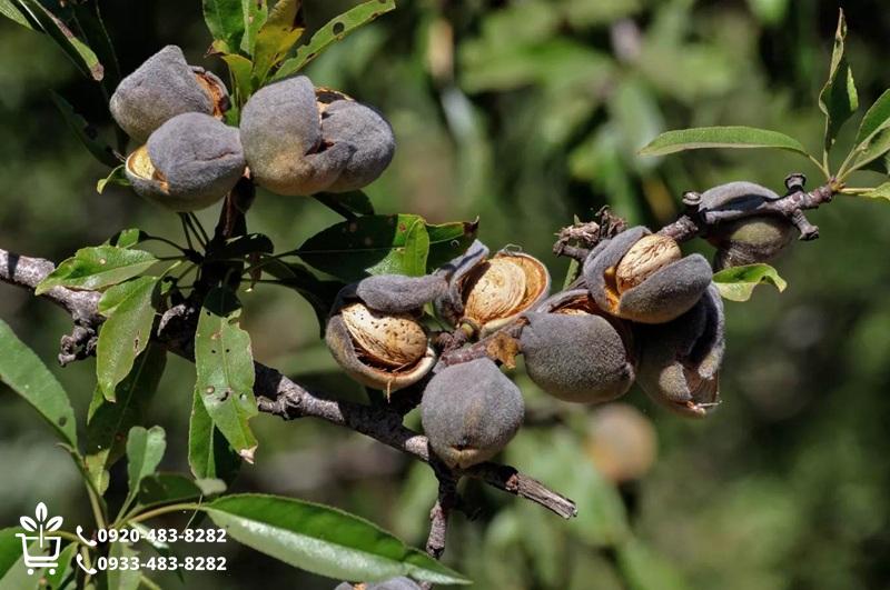 جدول مقایسه ۱۷ رقم برتر نهال بادام