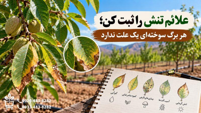 علائم تنش را ثبت کن؛ هر برگ سوختهای یک علت ندارد