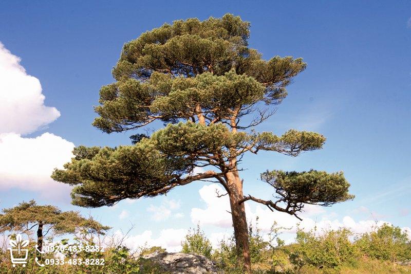 معرفی تخصصی ۳ رقم اصلی نهال صنوبر در ایران