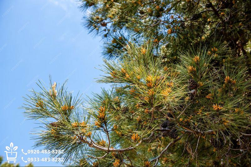 بهترین زمان کاشت نهال صنوبر در ایران