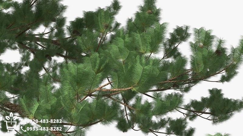 جدول مقایسه ۳ رقم برتر نهال صنوبر