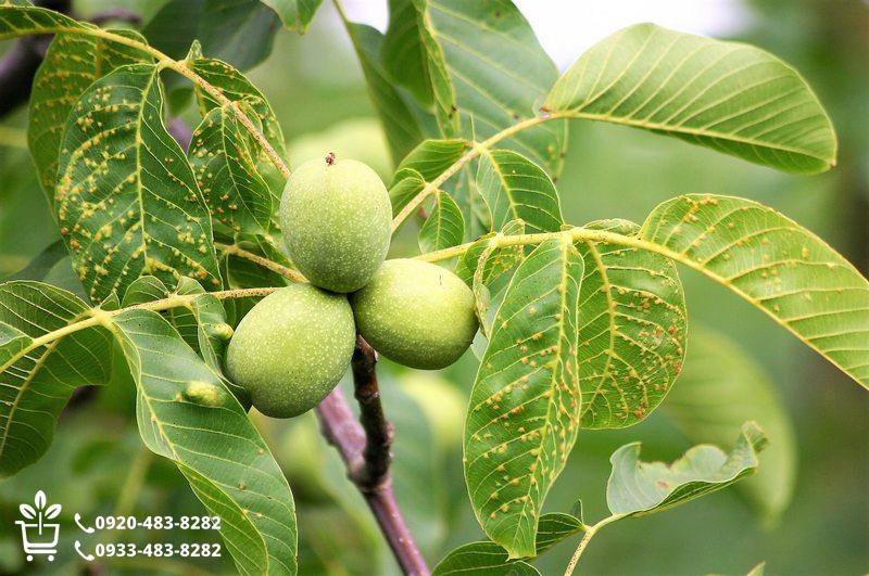 معرفی جامع ارقام تجاری و اصلاح شده