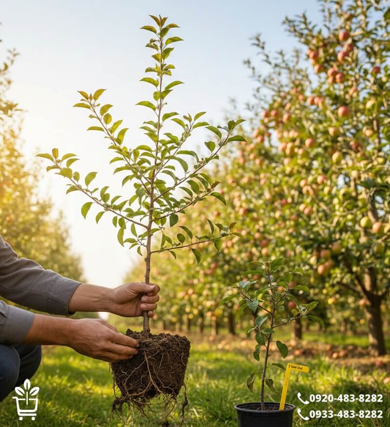 سن ایده آل؛ چرا نهال ۳ ساله نخریم؟