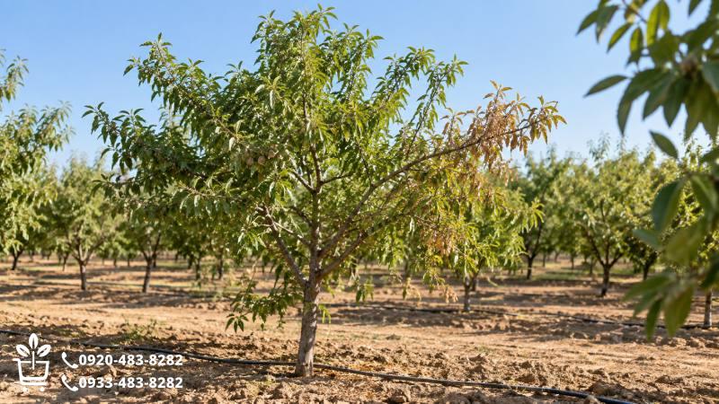 قبل از نزدیکشدن به برگ، از چند قدم دورتر نگاه کن