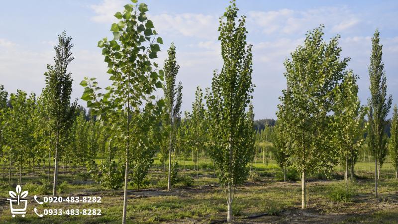 صنوبر نیگرا؛ یک گروه متنوع، نه یک نسخه ثابت