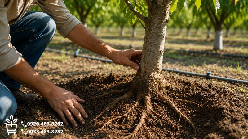 مرحله چهارم؛ طوقه و ریشه را فراموش نکنید