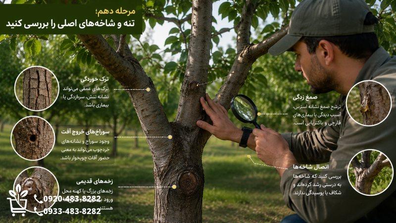 مرحله دهم؛ تنه و شاخه‌های اصلی را بررسی کنید