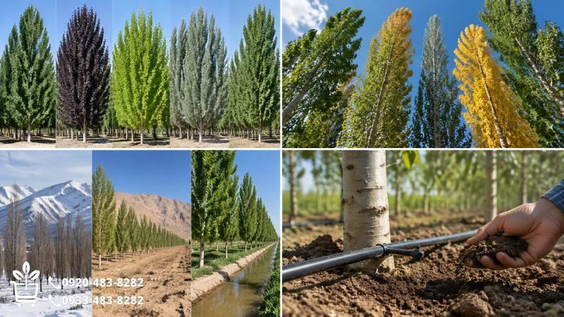 آبیاری صنوبر؛ به خاک نگاه کنید، نه فقط به تقویم