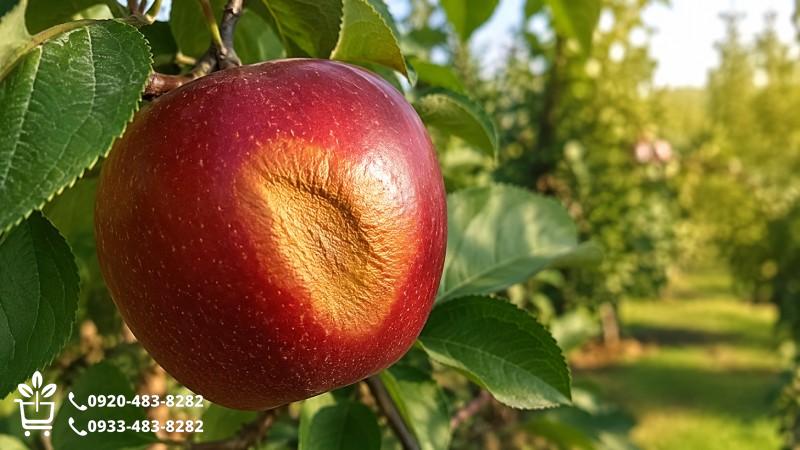 لکه آفتابسوخته چه شکلی است؟
