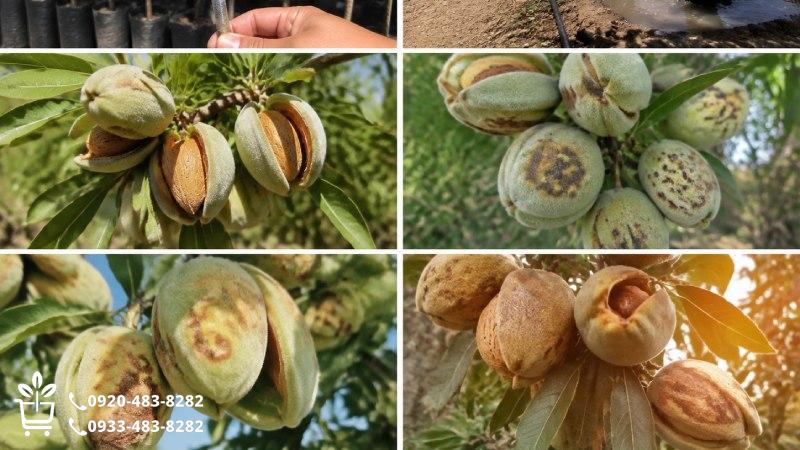 گرمای شدید چطور میوه را نرم و لکهدار میکند؟
